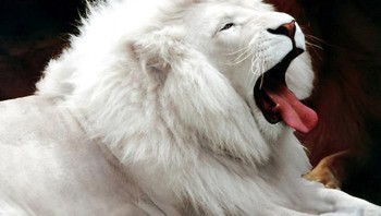 Singa albino. Foto: Imgur