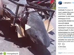 Soal Hiu Diangkut Pakai Motor, Kadis Perikanan Sabang Masih Cari Informasi