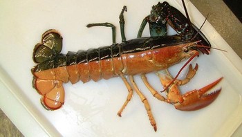 Lobster Chimeric. Foto: Imgur
