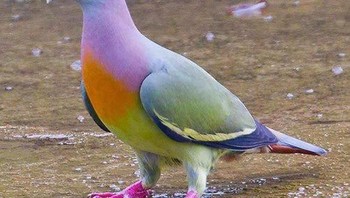 Merpati Pink Necked Green. Foto: Imgur
