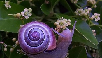 Siput warna ungu. Foto: Imgur
