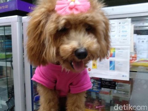 Anjing Menggonggongi Pelaku saat Rekonstruksi Pembacokan Bos Toko HP