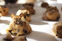 Di 'Dogs In Food' Bisa Mengintip Kelucuan Ekspresi Anjing di Dalam Makanan