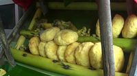 Bukan dari Amsterdam, Soto Belanda yang Gurih Mantap Ini asli Probolinggo