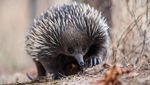 Foto: Deretan Tingkah Menarik Kakaktua Hingga Hiu di Australia