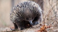 Ecidna melintas di barat daya Victoria.  (Foto: Dok. ABC Open Contributor Margareth Smith via ABC News)