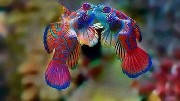 Ikan mandarin. Foto: Imgur