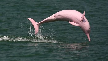 Lumba-lumba pink. Foto: Imgur 