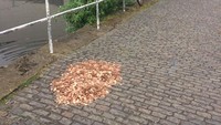 Dua pria sengaja menaruh tumpukkan uang logam di pinggir jalan untuk eksperimen sosial. Total ada 15.000 keping uang logam ditaruh di situ. Foto: boredpanda