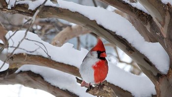 Burung Northen Cardinal. Foto: Imgur