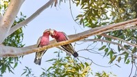 Dua burung galah tengah bermesraan di atas pohon yang tertangkap kamera di Perth, Australia (Foto: Dok. ABC Open Contributor Kylie McKay via ABC News)