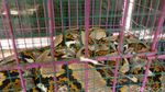 Foto: Ular Sanca Jumbo yang Diduga Memangsa Ternak Jadi Tontonan
