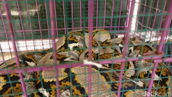 Ular Sanca Masuk KA Kertajaya, KAI Akan Perketat Pemeriksaan