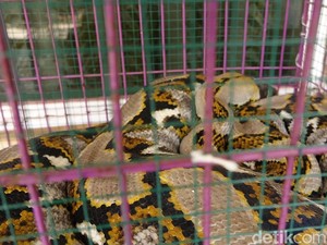 Ular Sanca Masuk KA Kertajaya, KAI Akan Perketat Pemeriksaan