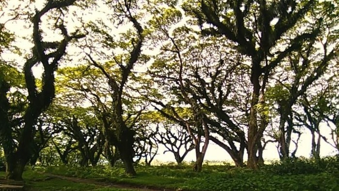 Hutan di Banyuwangi