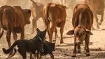 Foto: Deretan Tingkah Menarik Kakaktua Hingga Hiu di Australia