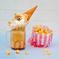 Di 'Dogs In Food' Bisa Mengintip Kelucuan Ekspresi Anjing di Dalam Makanan