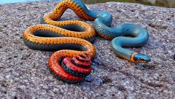 Ular ringneck. Foto: Imgur