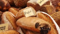 Diberi nama pugloaf, banyak netizen yang memberikan komentar bahwa roti ini merupakan saingan dari baguette. Foto: Instagram/ @dogs_infood