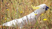 Burung kakaktua di rerumputan di Canberra (Foto: Dok. ABC Open Contributor elizagrams via ABC News)
