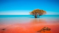 Australia barat punya Kota Broome yang mempesona. Garis pantai yang langsung menghadap ke Samudera Hindia jadi pemandangan yang memukau. Apalagi saat sunset tiba, sekumpulan unta akan melewati pantai. (Thinkstock)