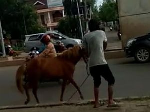 Kuda Mengamuk di Jalan Raya Bikin Geger Kota Palembang