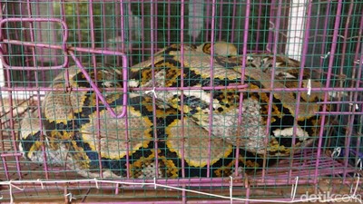 Foto: Ular Sanca Jumbo yang Diduga Memangsa Ternak Jadi Tontonan