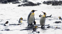 Selain Cape York Island, Macquarie Island juga menjadi daerah terpencil di barat daya Laut Pasifik. Jadi habitat penguin, pulau ini juga jadi situs warisan dunia UNESCO. (Thinkstock)