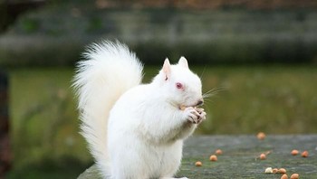 Tupai albino. Foto: Imgur