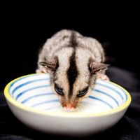 Tips Pelihara Sugar Glider untuk Pemula