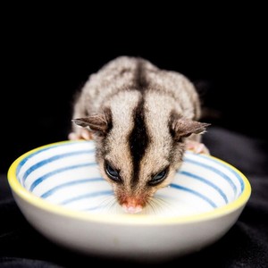 Tips Pelihara Sugar Glider untuk Pemula Tips Pelihara Sugar Glider untuk Pemula