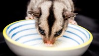 Sugar glider atau kanguru kecil terpotret di kawasan Ocean View, Queensland (Foto: Dok. ABC Open Contributor elizagrams via ABC News)