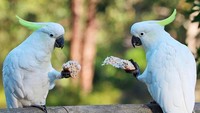 Dua burung kakaktua yang tengah berbagi cemilan tertangkap kamera di wilayah Black Hill, New South Wales. (Foto: Dok. ABC Open Contributor Terry Lewin via ABC News)