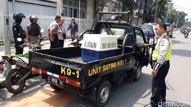 Anjing diamankan Unit Satwa (Tim K9) Polrestabes Surabaya