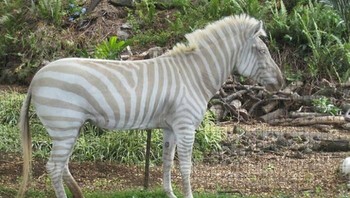 Zebra albino. Foto: Imgur