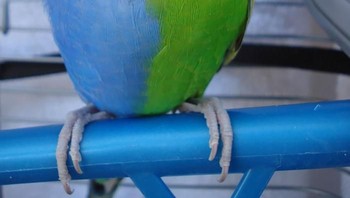 Parkit biru dan hijau. Foto: Imgur