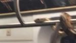 Foto: Snake on a Train! Penampakan Ular di Kereta dari Belahan Dunia