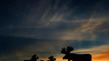 Lewat foto-fotonya ia berharap dapat memberikan dampak positif yang bisa menggerakan hati dan kesadaran manusia secara luas demi kelangsungan kehidupan hutan dan hewan liar khususnya di Indonesia. (Foto: Fauzie Helmy)