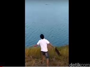 Anjing Dilempar untuk Santapan Buaya, Animal Defender: Sangat Sadis!