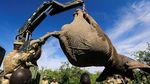 Kala Gajah Diangkut dengan Crane dan Dikawal Ranger Bersenjata