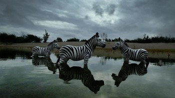 Indonesia memiliki kekayaan fauna yang unik bahkan beberapa jenis hanya ada di Indonesia saja dan tidak bisa ditemui di belahan bumi lain. Sayangnya seiring dengan penangkapan berbagai jenis hewan serta pembakaran dan pembabatan hutan secara liar dan illegal membuat berbagai jenis hewan popuasinya menurun papar Helmy sapaan akrabnya kepada detikINET. (Foto: Fauzie Helmy)
