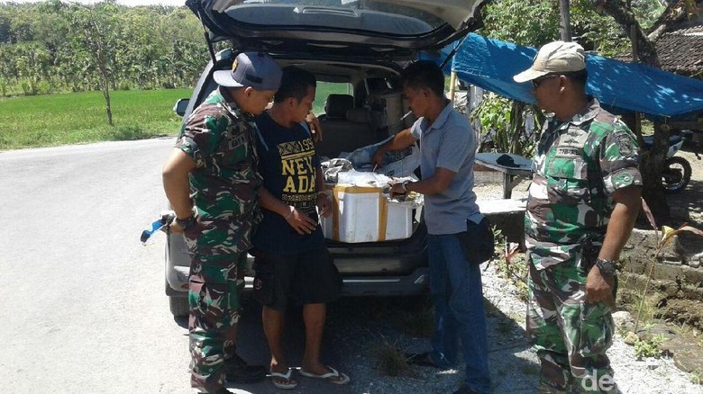 Lanal Banyuwangi Gagalkan Pengiriman 3.000 Baby Lobster Lanal Banyuwangi Gagalkan Pengiriman 3.000 Baby Lobster