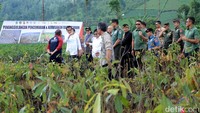 Jokowi menambahkan lahan kritis tersebut ditanami berbagai macam jenis pohon lokal atau endemik Jawa Barat.