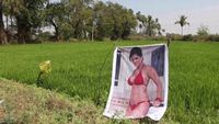 Kocak! Petani Ini Pasang Poster Artis Porno Agar Hasil Panennya Bagus