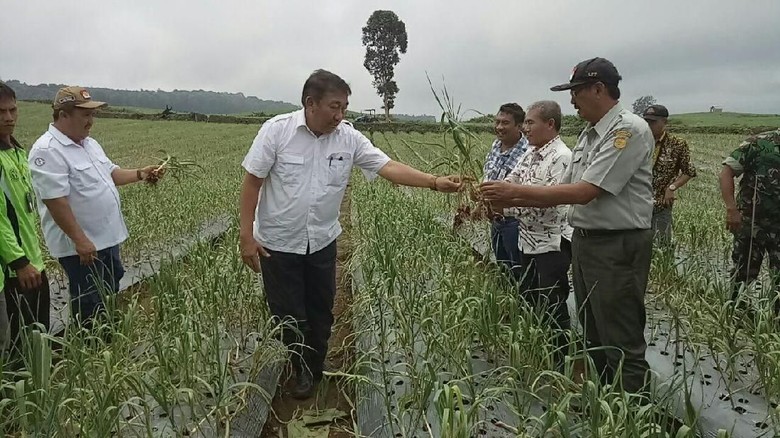 Banyuwangi Tanam Bawang Putih, Lahan 145 Hektare Disiapkan Banyuwangi Tanam Bawang Putih, Lahan 145 Hektare Disiapkan