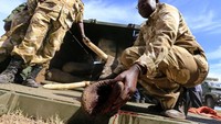 Apa sih yang sebenarnya terjadi? Para ranger dari Kenya Wildlife Service ini melakukan latihan pemindahan gajah.Foto: REUTERS/Thomas Mukoya