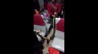 Ular ini diduga adalah milik salah satu penumpang kereta yang terlepas. Namun demikian sampai saat ini belum ada satu penumpang pun yang mengaku sebagai pemilik binatang melata tersebut (Foto: Screenshot video viral ular di kereta)
