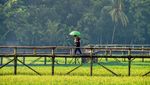 Foto: Jembatan Bambu Tengah Sawah Ini Lagi Hits di Yogya