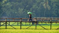Bila traveler memiliki lensa tele akan sangat berguna pula bila digunakan di jembatan bambu di Persawahan Sukorame Bantul ini. Nuansa romantis akan tercipta saat traveler berjalan di atasnya dengan background kehijauan (jogja/Instagram)