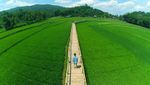 Foto: Jembatan Bambu Tengah Sawah Ini Lagi Hits di Yogya
